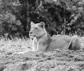 Female focussed lion (B&W)