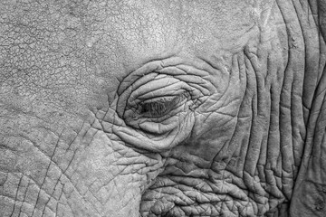 Elephant close-up