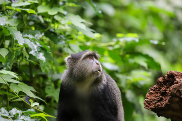 Monkey focussed on food