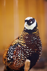 Reeves pheasant. Syrmaticus reevesii