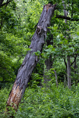 textured bark in forest