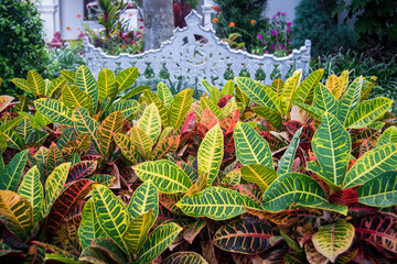 Colorful croton plants in yard © Jazmine