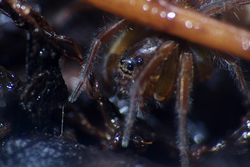 Dark spider-wolf lurking on a dark sheet of wood