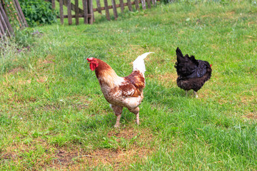 chicken at home. green grass. there is toning.