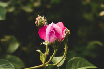 pink rose in the garden