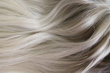 Beautiful hair. Long curly blond hair. Coloring with gradient from blonde to light brown.