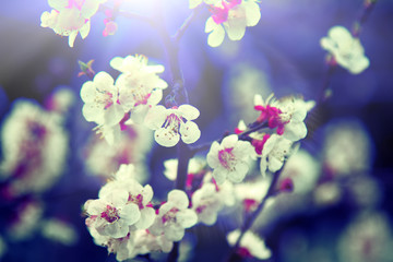 Blooming apple and apricot orchards in the Lesser Himalayas