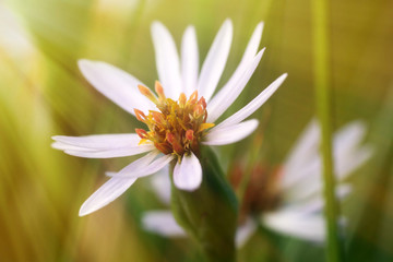 Star flower in the sun