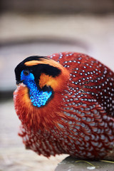 Temminck's Tragopan, Tragopan temminckii
