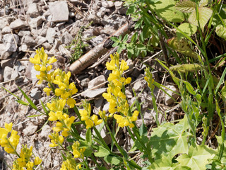 Gros plan sur grappes de fleurs jaunes du genêt ailé (Genista sagittalis) 