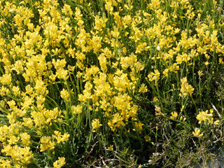 Tapis de fleurs jaunes et tiges vertes érigées du genêt ailé (Genista sagittalis) 