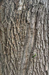 Closeup macro detail of old aged beautiful oak maple tree bark barque. Natural wooden textured abstract tree background unusual pattern shape with cracks, checks, holes and curvy lines