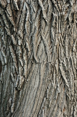 Closeup macro detail of old aged beautiful oak maple tree bark barque. Natural wooden textured abstract tree background unusual pattern shape with cracks, checks, holes and curvy lines