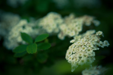 French sprays the bush on the herbal garden in the summer.