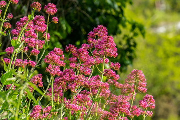 Rote Spornblumen am Mittelmeer