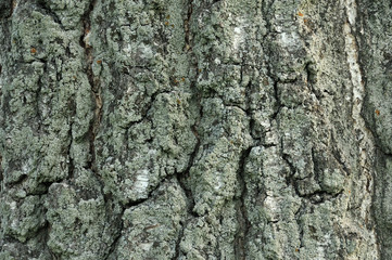 Closeup macro detail of old aged beautiful oak maple tree bark barque. Natural wooden textured abstract tree background unusual pattern shape with cracks, checks, holes and curvy lines