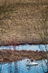 Swan on the shore of a forest lake