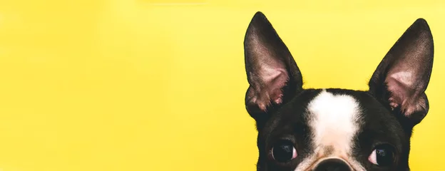  De bovenkant van het hoofd van de hond met grote zwarte oren Boston Terrier ras op een gele achtergrond. Creatief. Banner © leksann