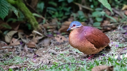 Chiriqui Quail-Dove Zentrygon chiriquensis, adult foraging for food, Costa Rica, January 2019