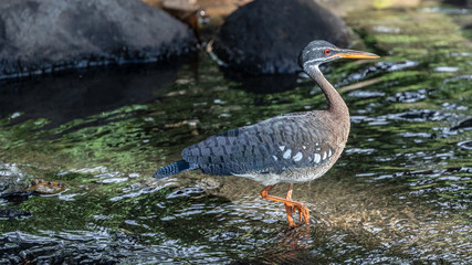 Sunbittern Eurypyga helias, adult foraging for food, Costa Rica, January 2019