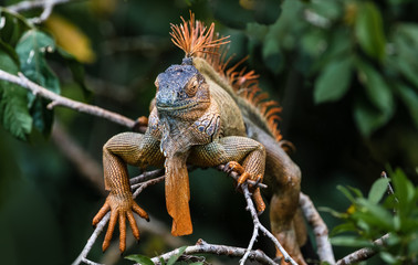 Green iguana Iguana iguana, adult male basking in a tree, Costa RIca, January 2019