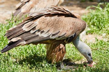 Griffon Vulture or Gyps fulvus