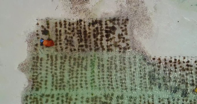 Sea weed plantation. Jambiani, Zanzibar, Tanzania. 