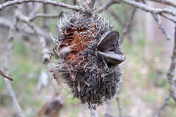 Dead Bottle Brush plant in the Australian outback