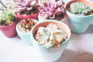 Mix of beautiful succulent plants with pastel colors