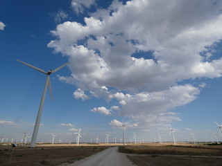 wind turbines in the field