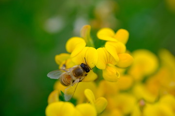 Ape su fiore