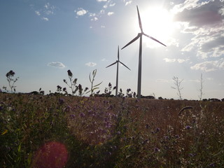 wind turbines at sunset with flowers