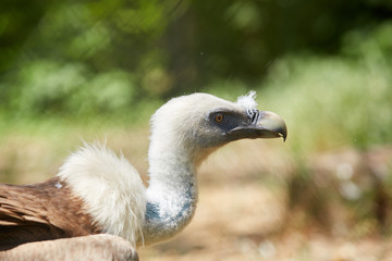 Griffon Vulture or Gyps fulvus