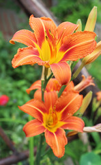 Orange Lily Flower Iris in sunny day, macro photography, in my organic garden