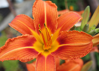 Orange Lily Flower Iris in sunny day, macro photography, in my organic garden