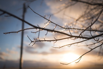 Fototapeta na wymiar Frozen branches