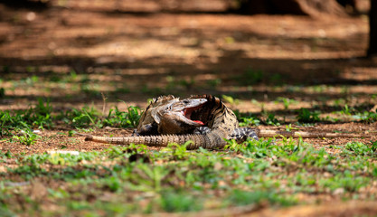 two fighting iguanas in mexico