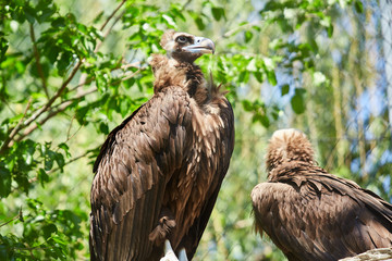Black vulture. Aegypius monachus