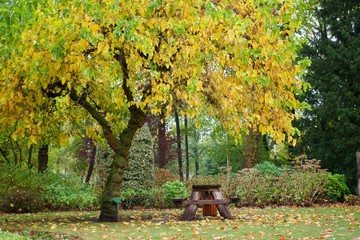 Autumn Bench