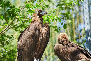 Black vulture. Aegypius monachus