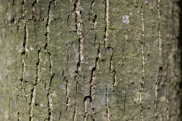 tree bark