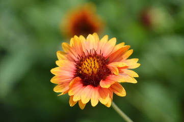 Orange Flower