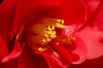 closeup of red flower