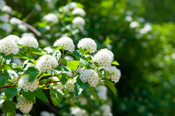 Blooming Spiraea crenata
