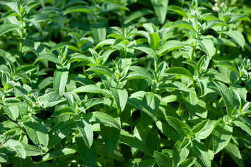 Green mint plant