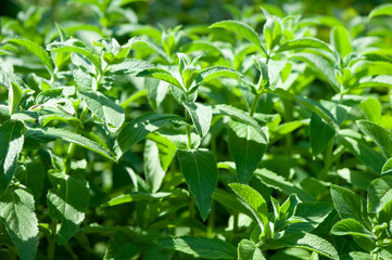 Green mint plant