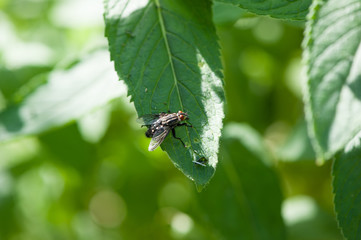 A fly sits on a leaf