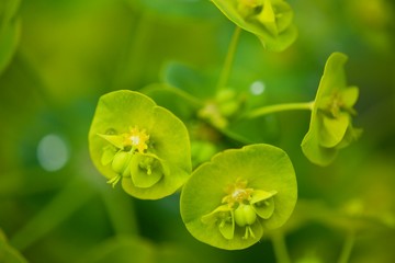 green flower cloce up
