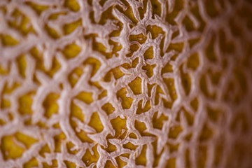  melon close up