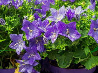 Campanula is one of several genera in the family Campanulaceae with the common name bellflower